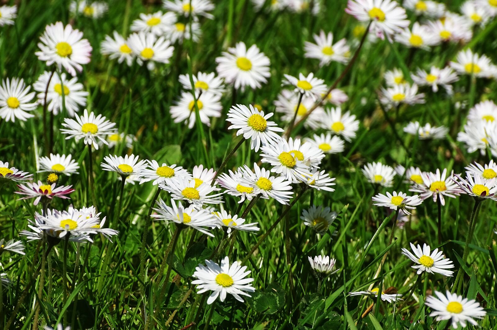 Sony Cyber-shot DSC-HX400V sample photo. Daisy, meadow, nature photography