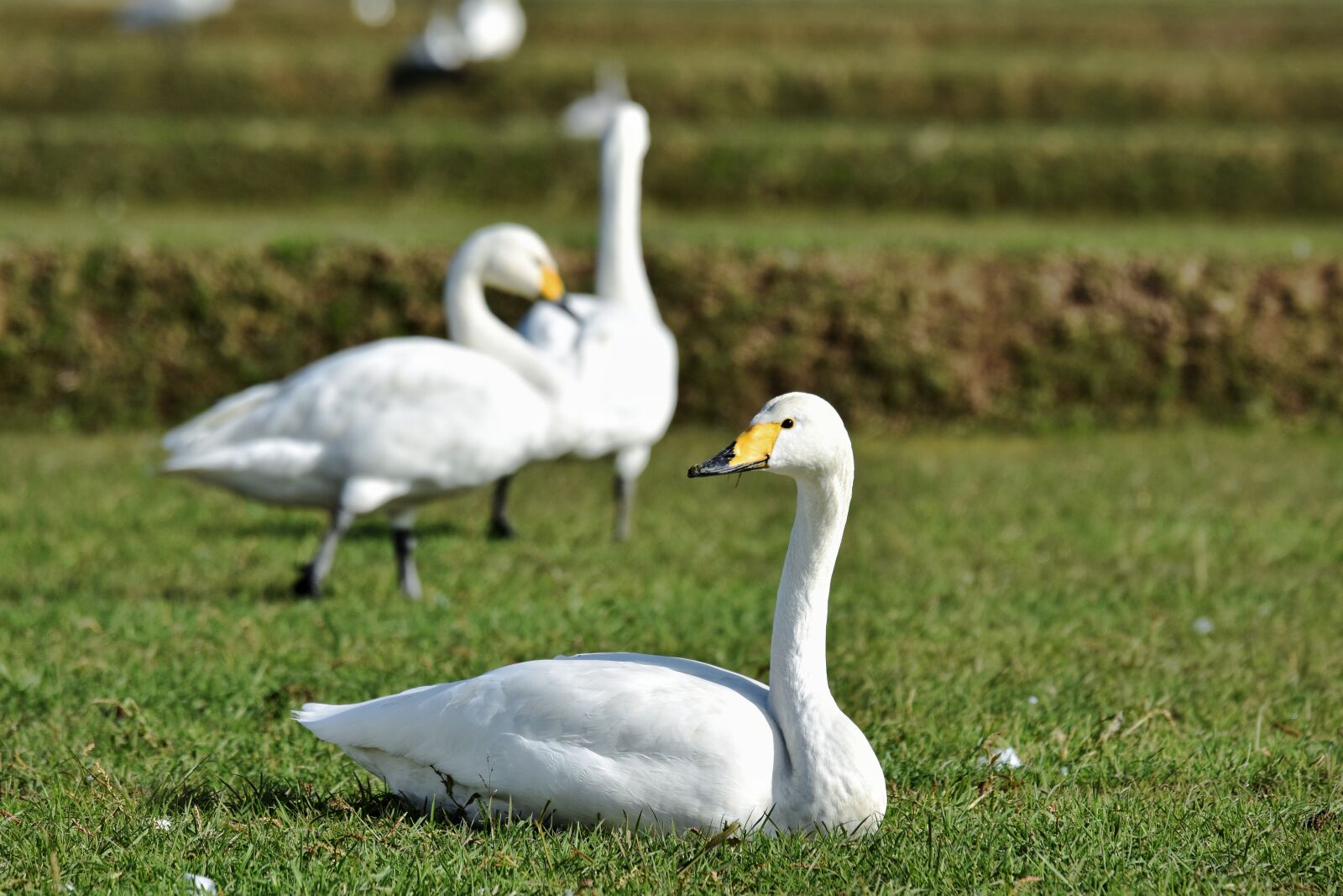Nikon D7200 sample photo. Animal, paddy field, grass photography