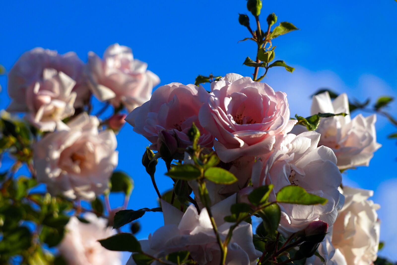 Sony Alpha a5000 (ILCE 5000) + Sony E 55-210mm F4.5-6.3 OSS sample photo. Roses, pink, blossom photography