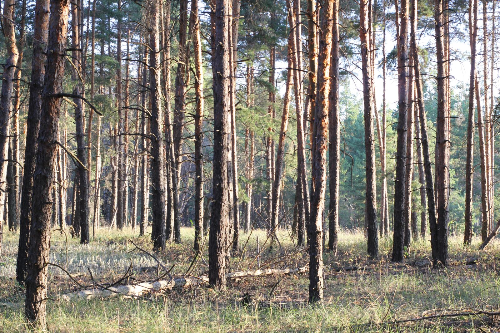Canon EOS 550D (EOS Rebel T2i / EOS Kiss X4) sample photo. Pine, field, landscape photography