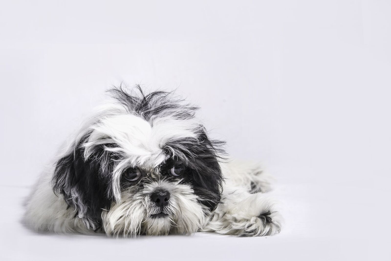 Nikon D750 sample photo. Dog, pet, model photography