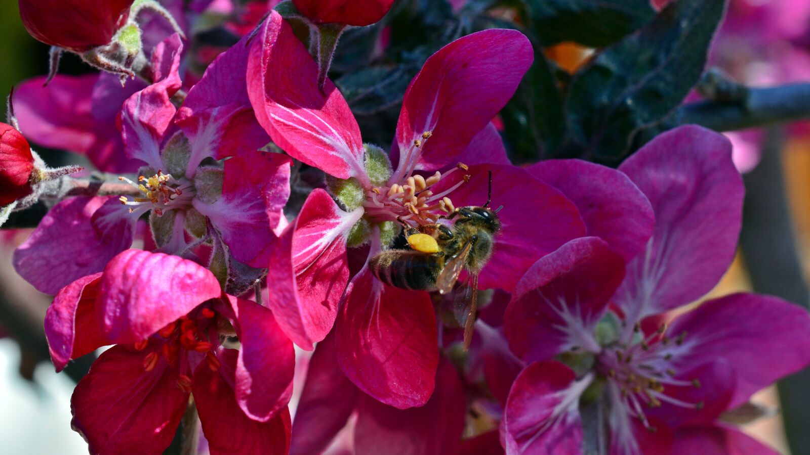 Nikon D5200 sample photo. Apple blossom, pollination, bee photography