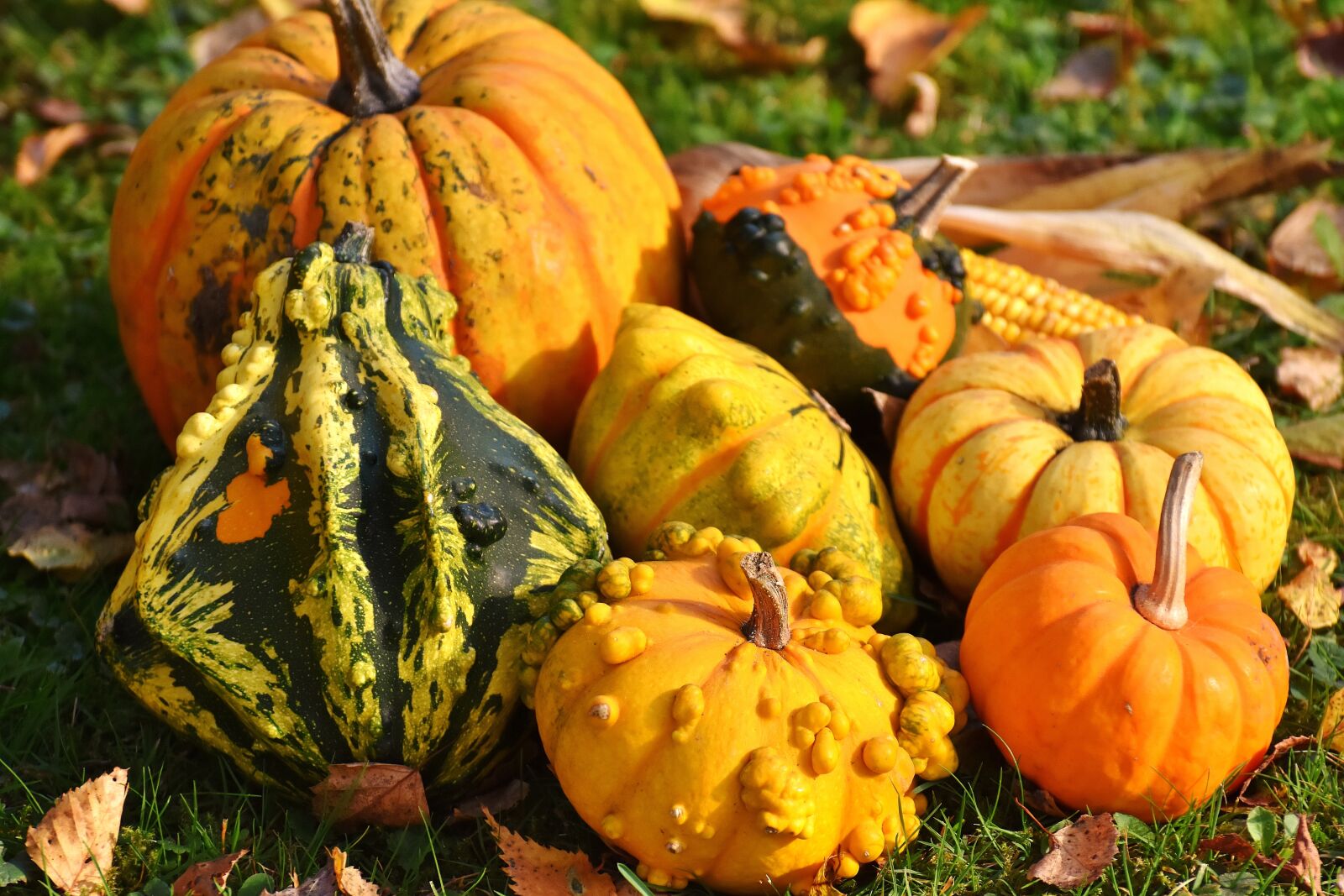Nikon D7200 sample photo. Pumpkins, colorful, autumn photography