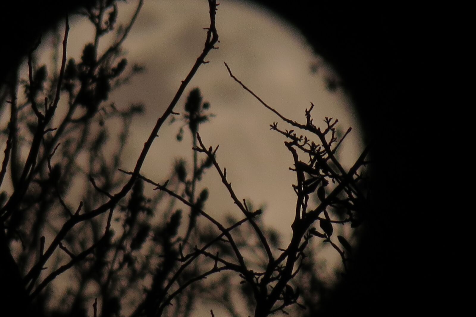 Canon PowerShot SX50 HS sample photo. Moon, moonlight, sky photography