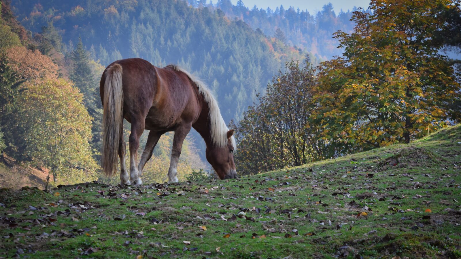 Nikon D5300 sample photo. Horse, haflinger, animal photography