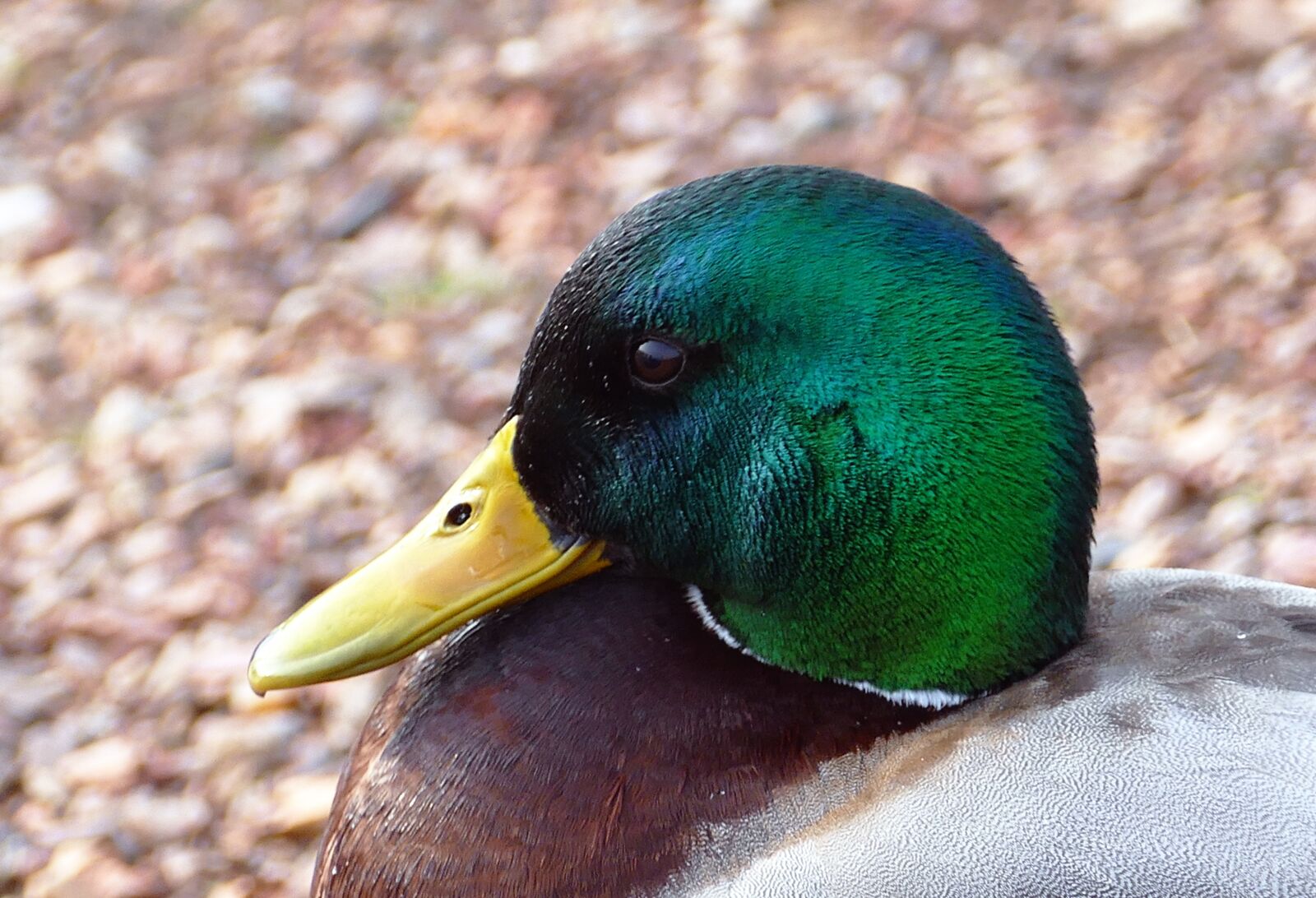 Panasonic Lumix DMC-FZ1000 sample photo. Mallard, duck, water photography