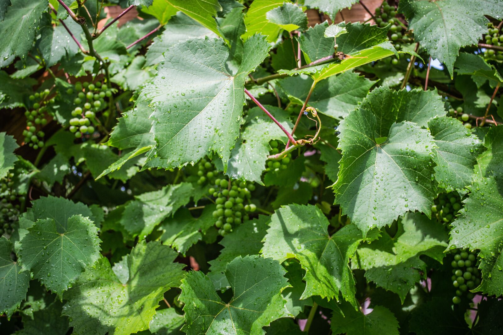 Nikon D3100 sample photo. Green, the grapes, grapevine photography