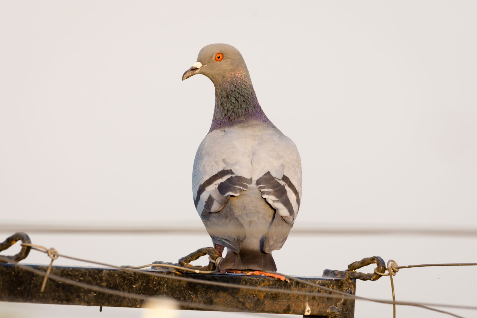 Nikon D7200 sample photo. Pigeon, bird, bird photography photography