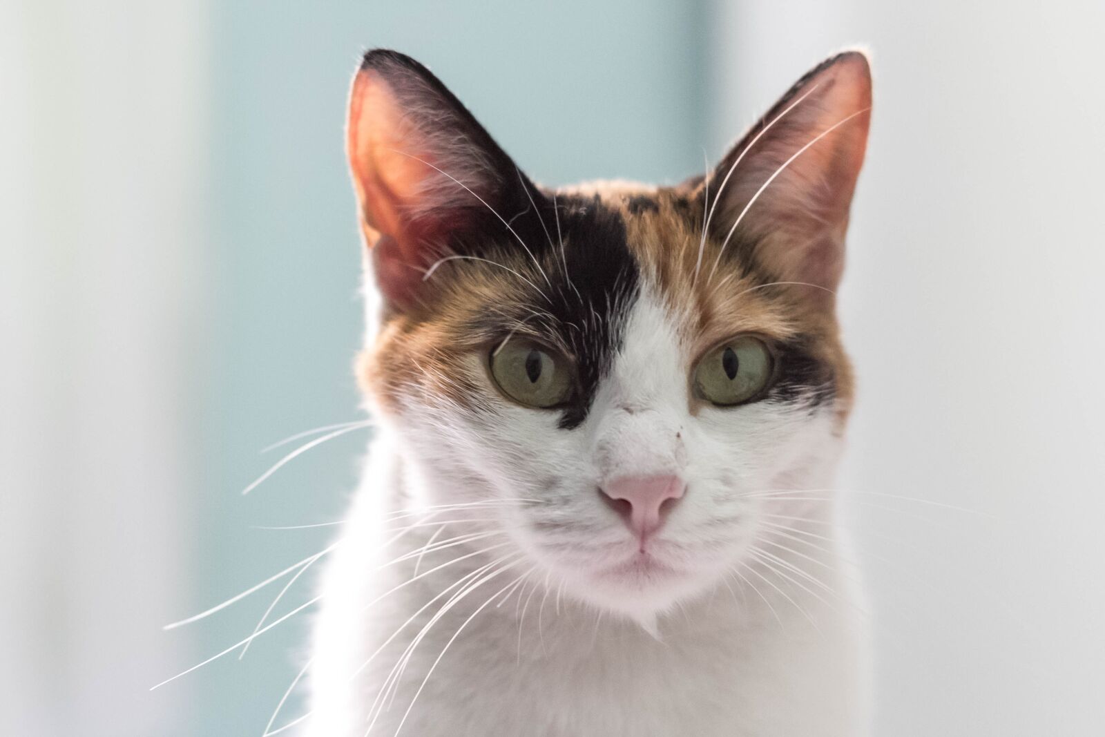 Canon EOS 60D sample photo. Cat, pet, feline photography