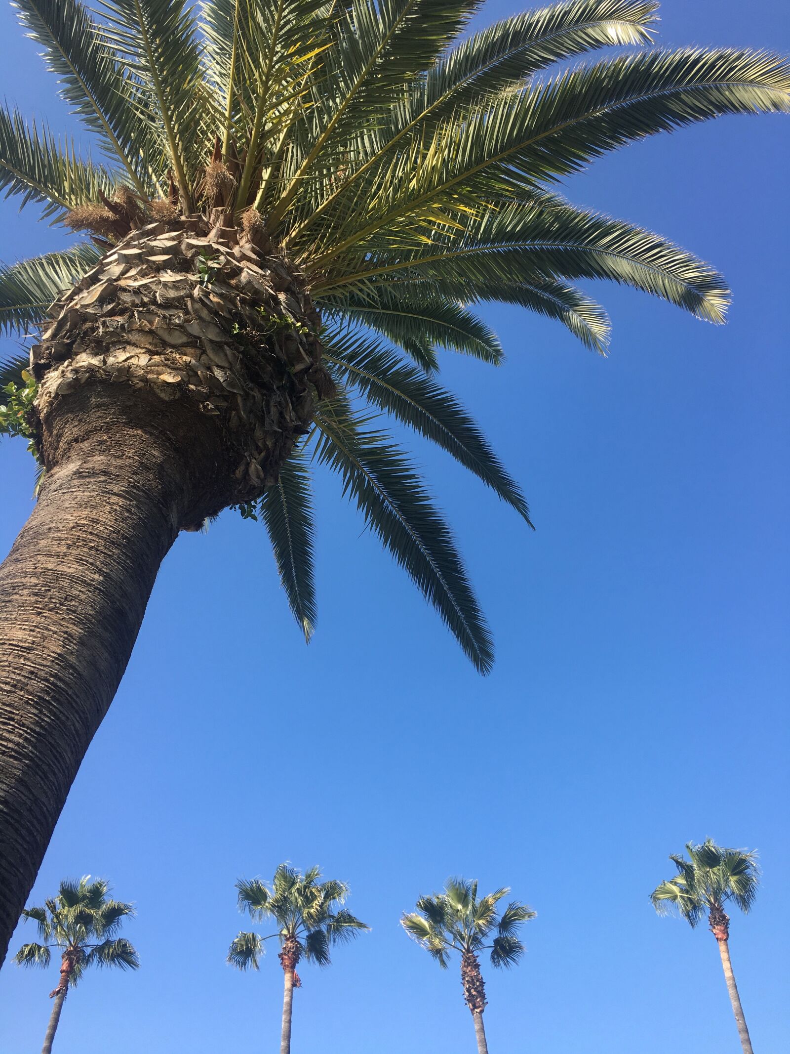 Apple iPhone 6s sample photo. Palm trees, beach, blue photography