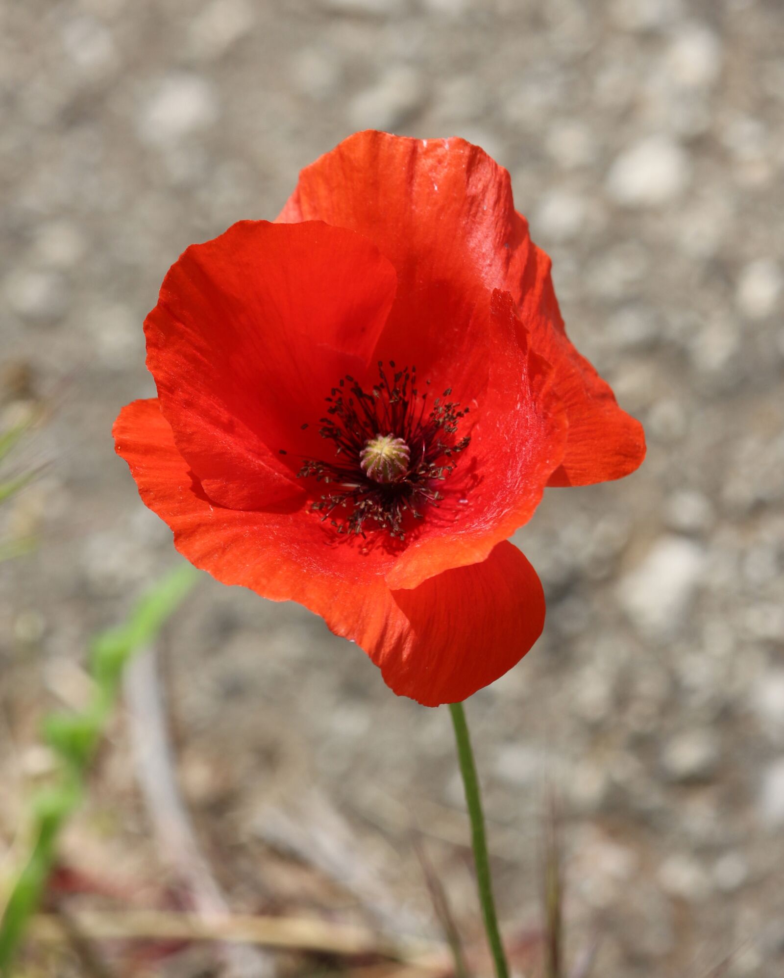 Canon EOS 700D (EOS Rebel T5i / EOS Kiss X7i) sample photo. Poppy, poppy flower, isolated photography
