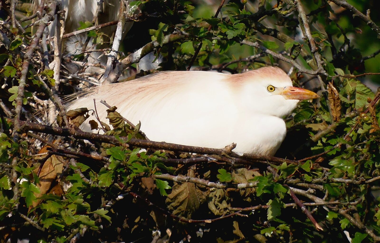 Olympus SP-810UZ sample photo. Cattle egret, ave, animal photography
