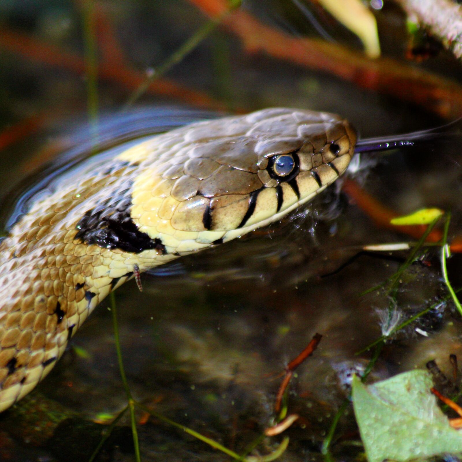 Canon EOS 60D sample photo. Snake, broads, norfolk photography