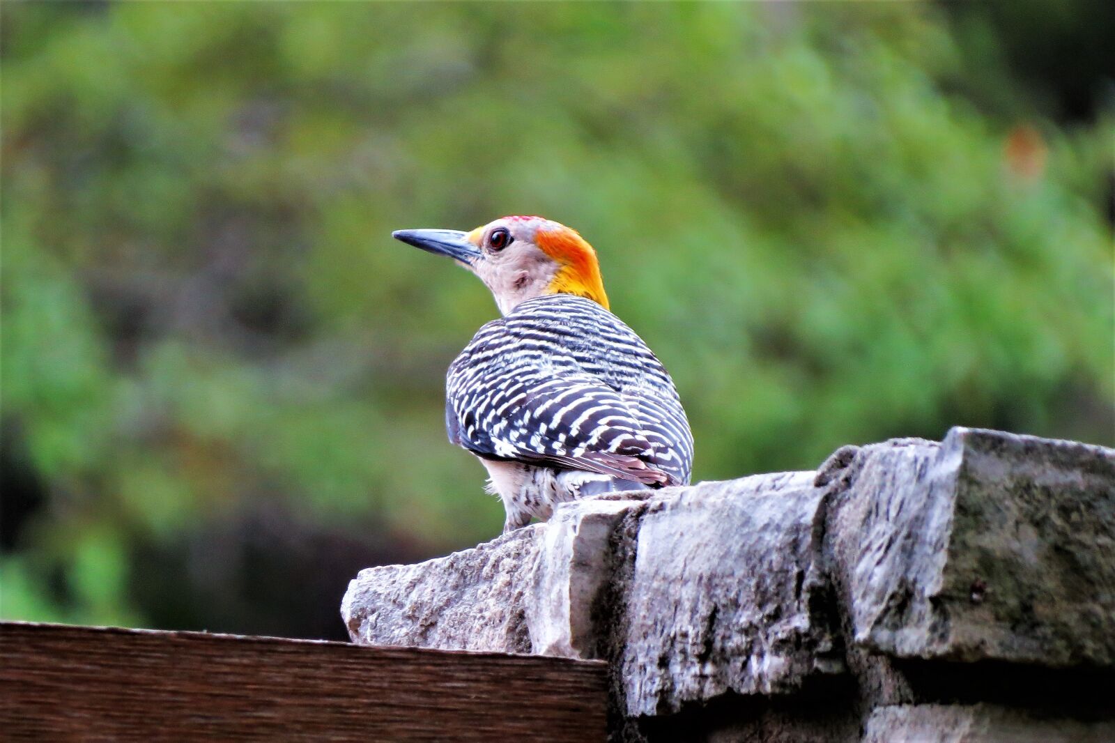 Canon PowerShot SX50 HS sample photo. Bird, colorful, wildlife photography