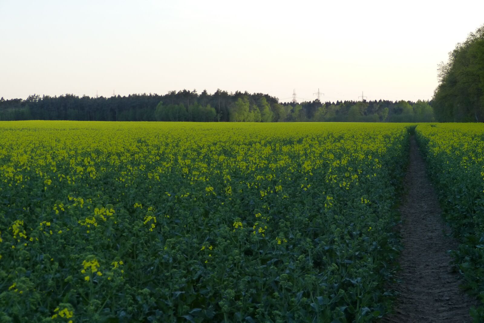Panasonic Lumix DMC-FZ150 sample photo. Oilseed rape, field, field photography