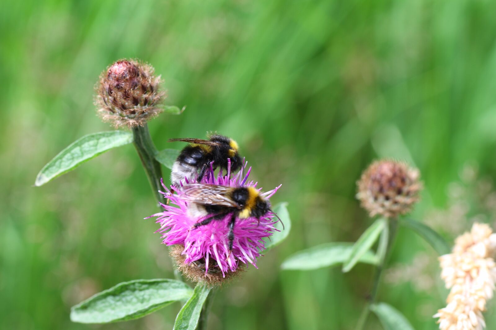 Canon EOS 7D sample photo. Insect, insects, flower photography