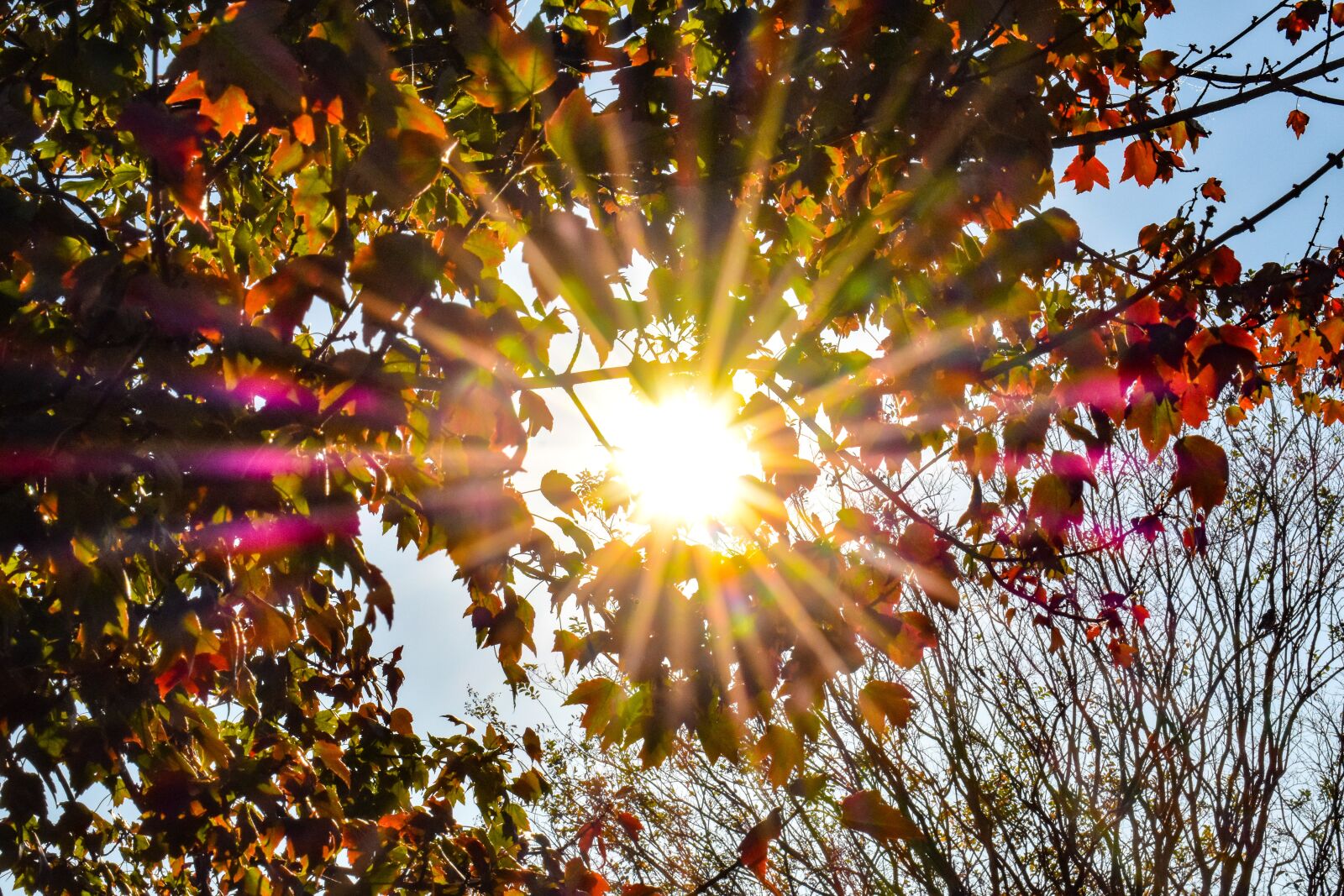 Nikon D3400 sample photo. Fall, nature, grass photography