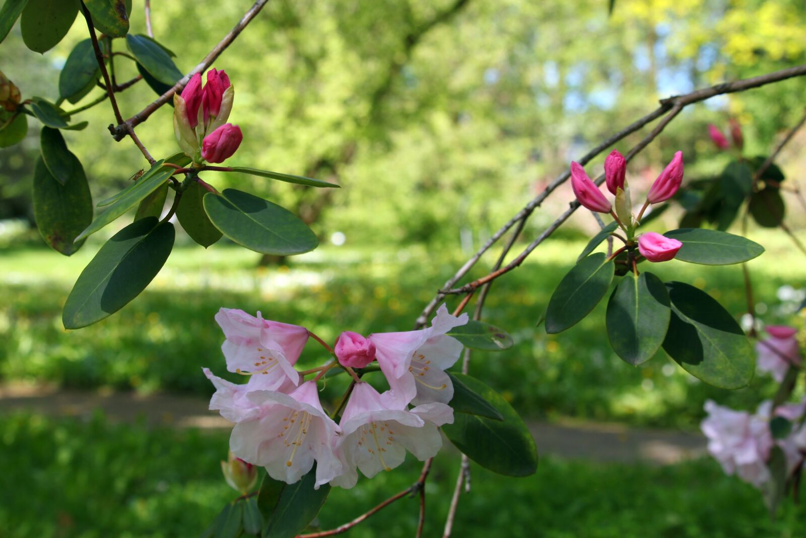 Canon EF-S 55-250mm F4-5.6 IS STM sample photo. Rhododendron, arboretum, park photography