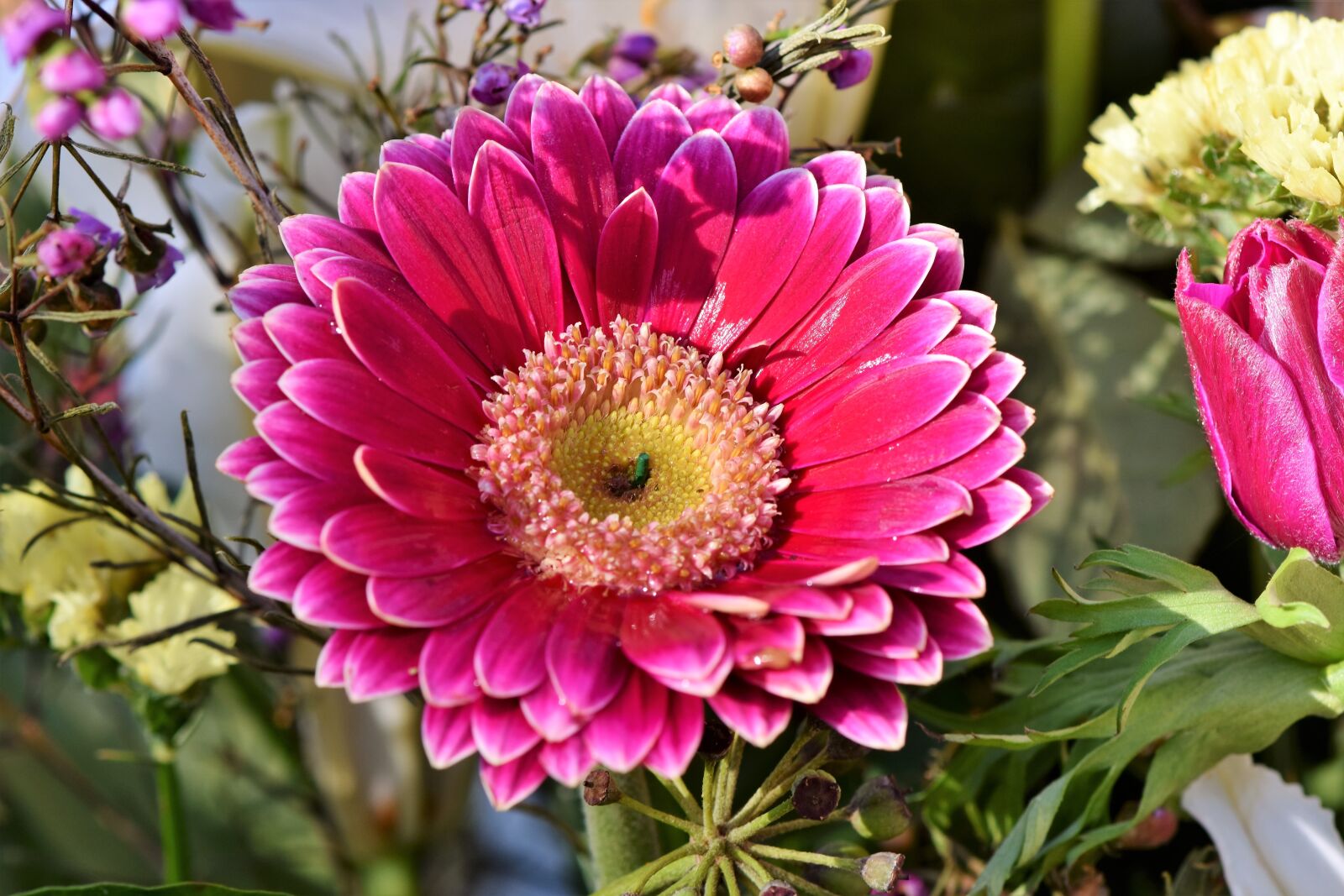 Nikon D7200 sample photo. Baberton, baberton daisies, daisy photography