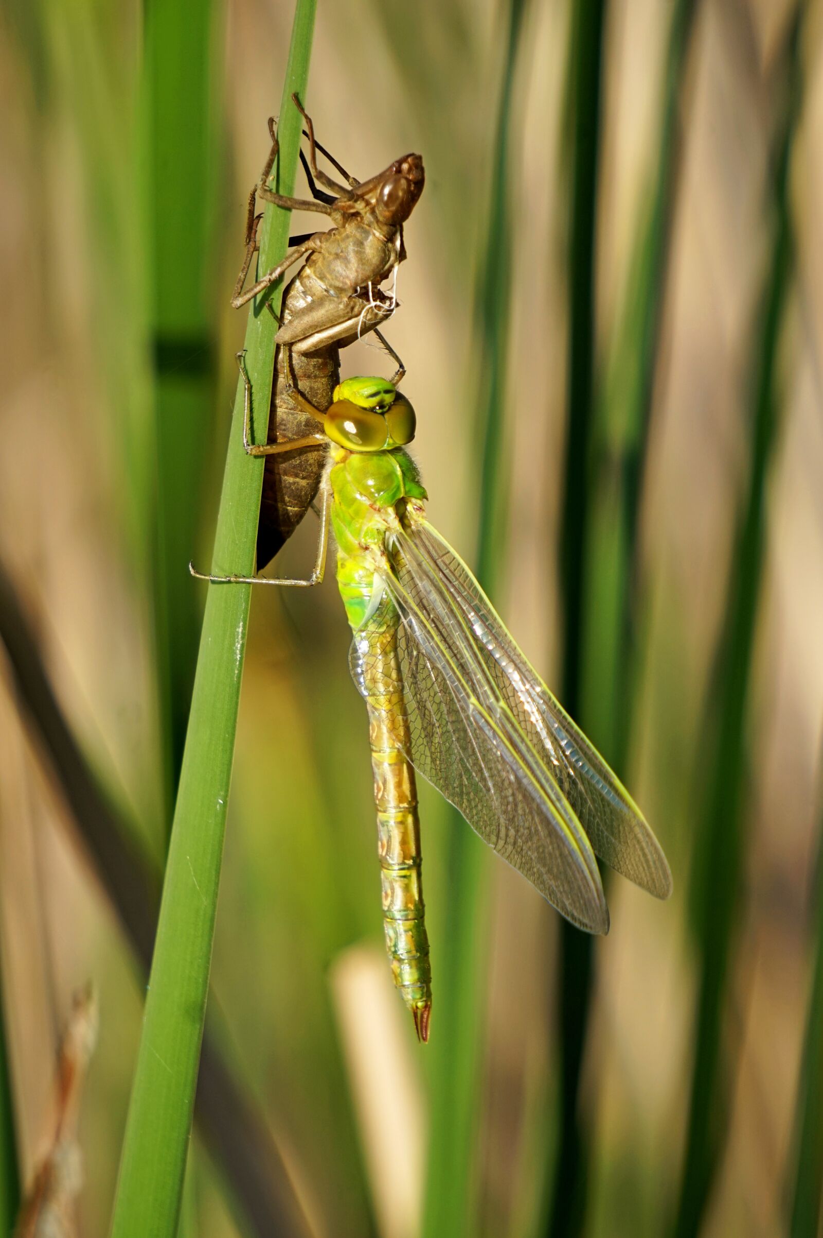 Sony Alpha a5000 (ILCE 5000) + Sony E 55-210mm F4.5-6.3 OSS sample photo. Dragonfly, hatch, nature photography