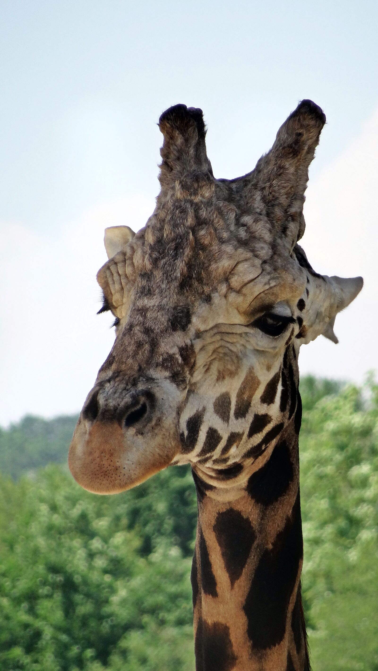 Sony Cyber-shot DSC-HX50V sample photo. Animal, giraffe, head photography