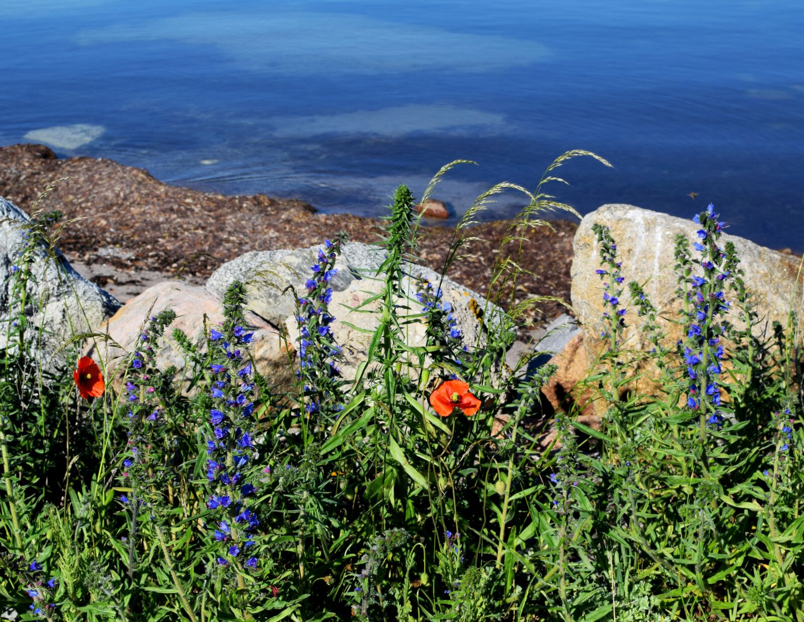 Nikon D5300 sample photo. Viper's bugloss, poppy, flowers photography