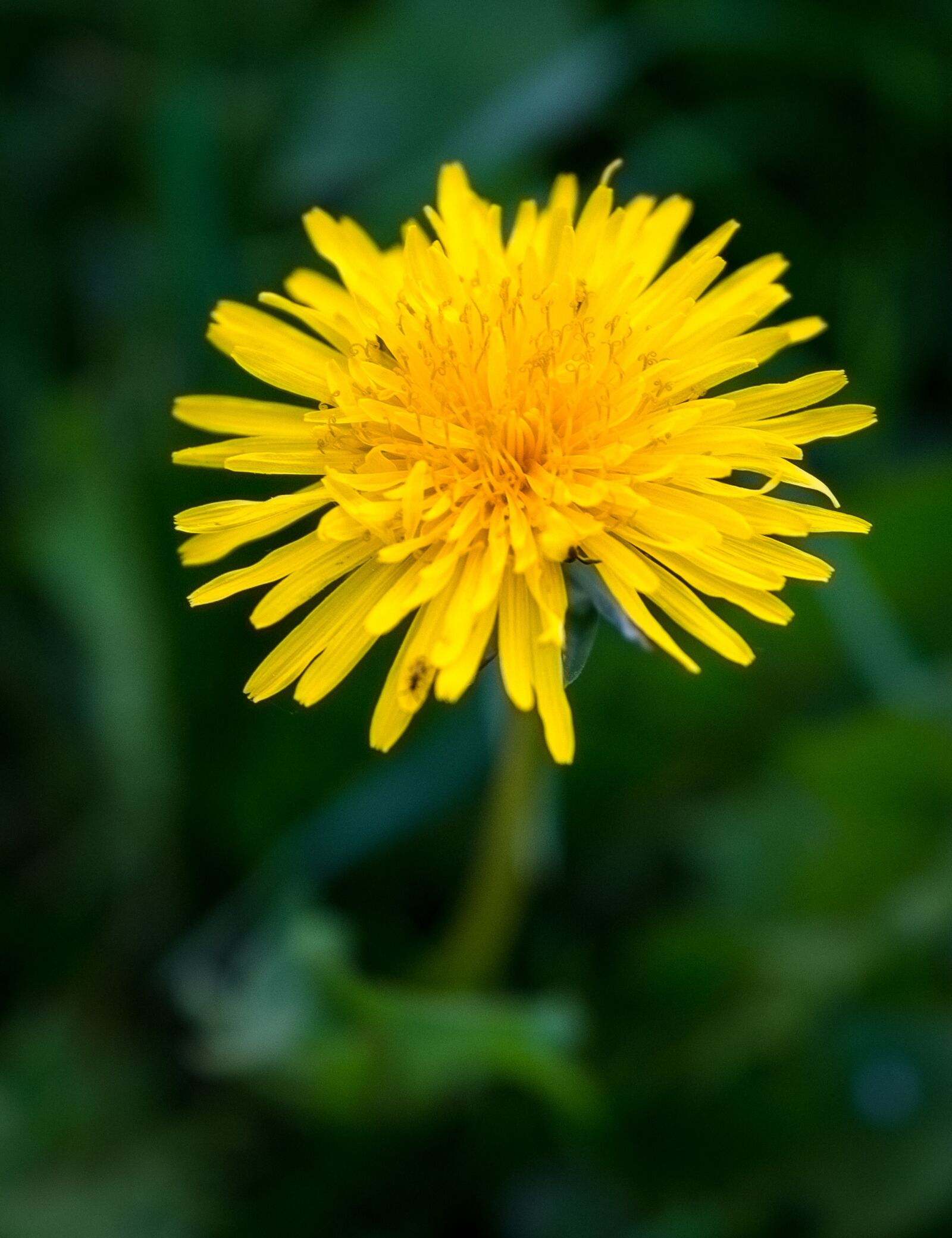 Fujifilm XF 16-55mm F2.8 R LM WR sample photo. Dandelion, nature, flower photography