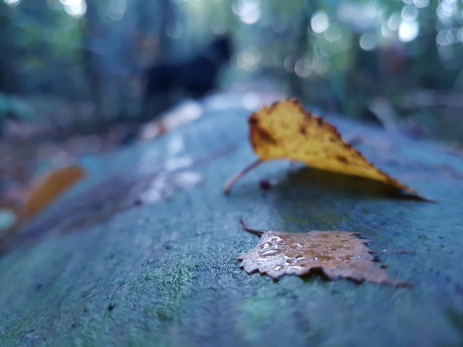 Samsung Galaxy S7 Edge sample photo. Autumn, leaves, dog, fallen photography