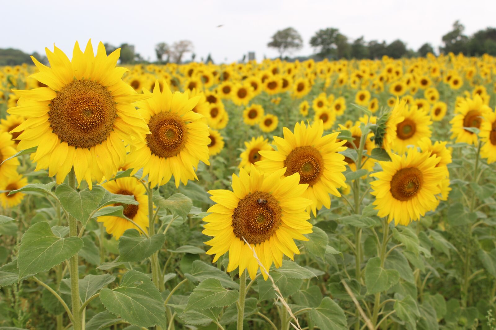 Canon EOS 600D (Rebel EOS T3i / EOS Kiss X5) sample photo. Sunflower, summer, yellow photography