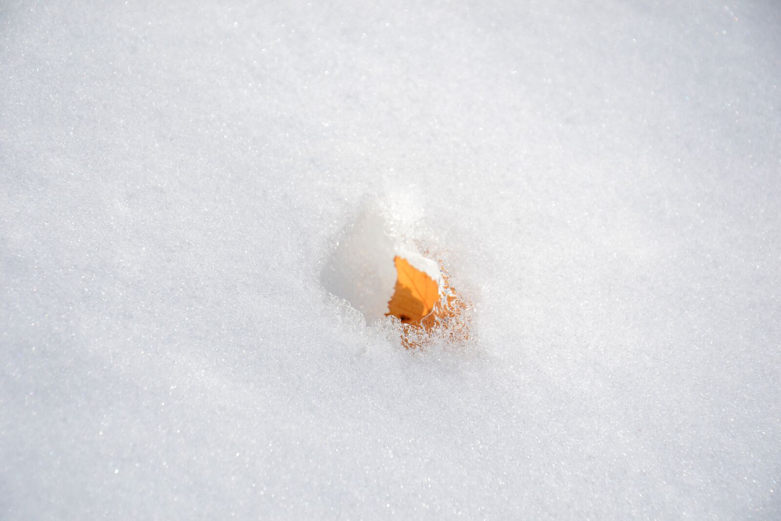 Nikon D3100 sample photo. Snow, sheet, nature photography