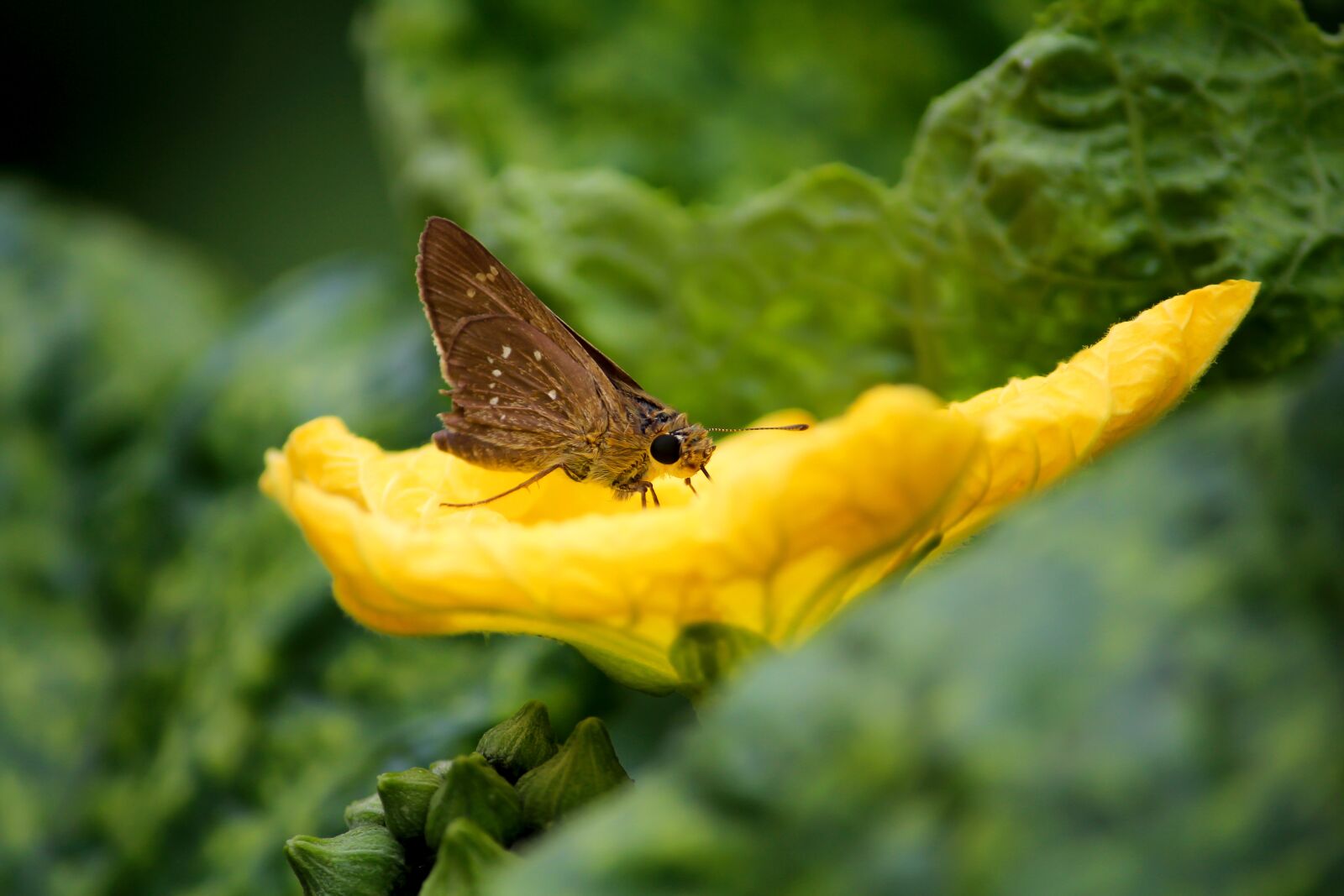 Canon EOS 700D (EOS Rebel T5i / EOS Kiss X7i) sample photo. Buterfly, flower, nature photography