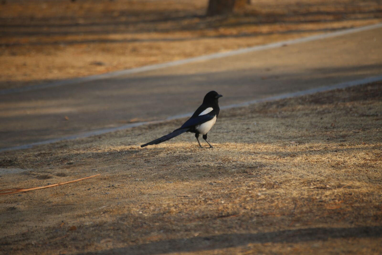 Canon EOS 6D sample photo. Bird, nature, outdoors photography