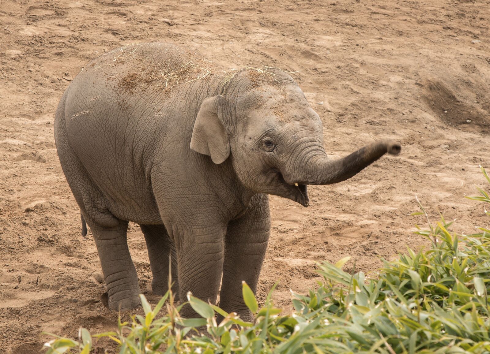 Canon EOS 70D + Canon EF 24-105mm F4L IS USM sample photo. Elephant, little, animal photography