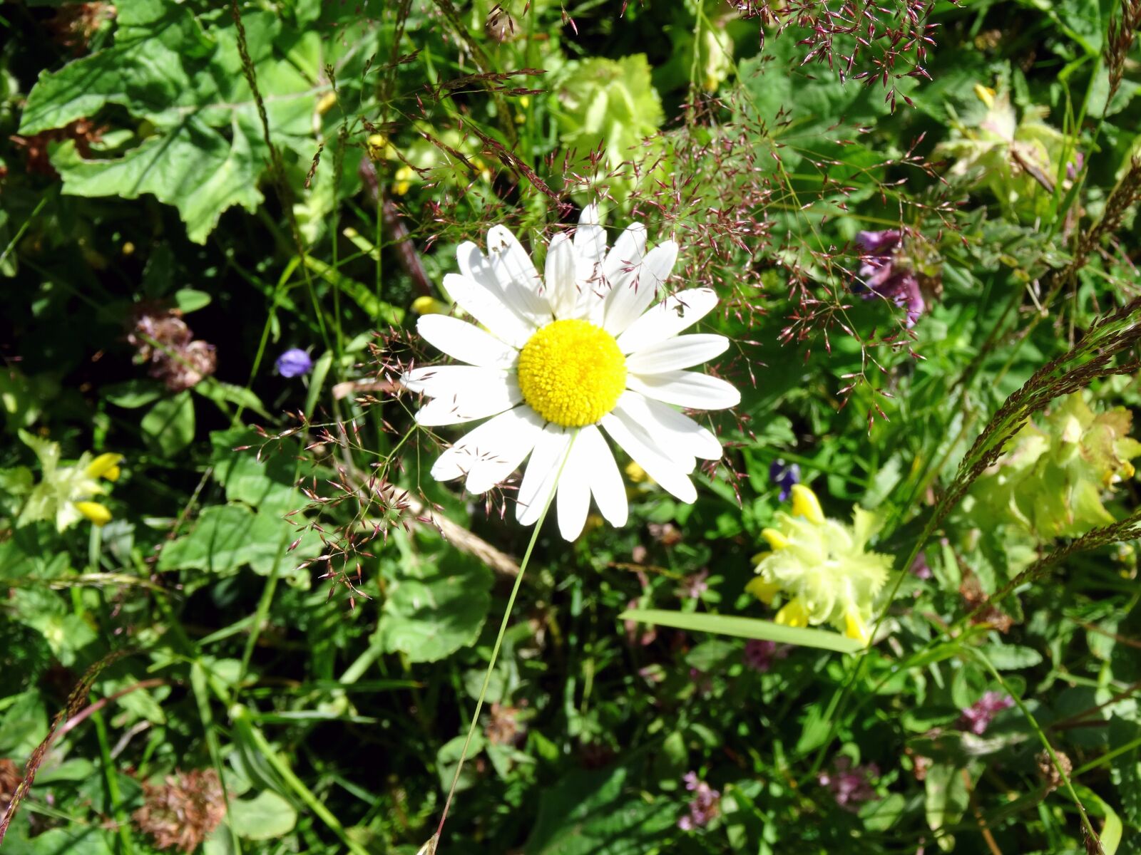 Sony Cyber-shot DSC-HX50V sample photo. Margarite, meadow, nature photography