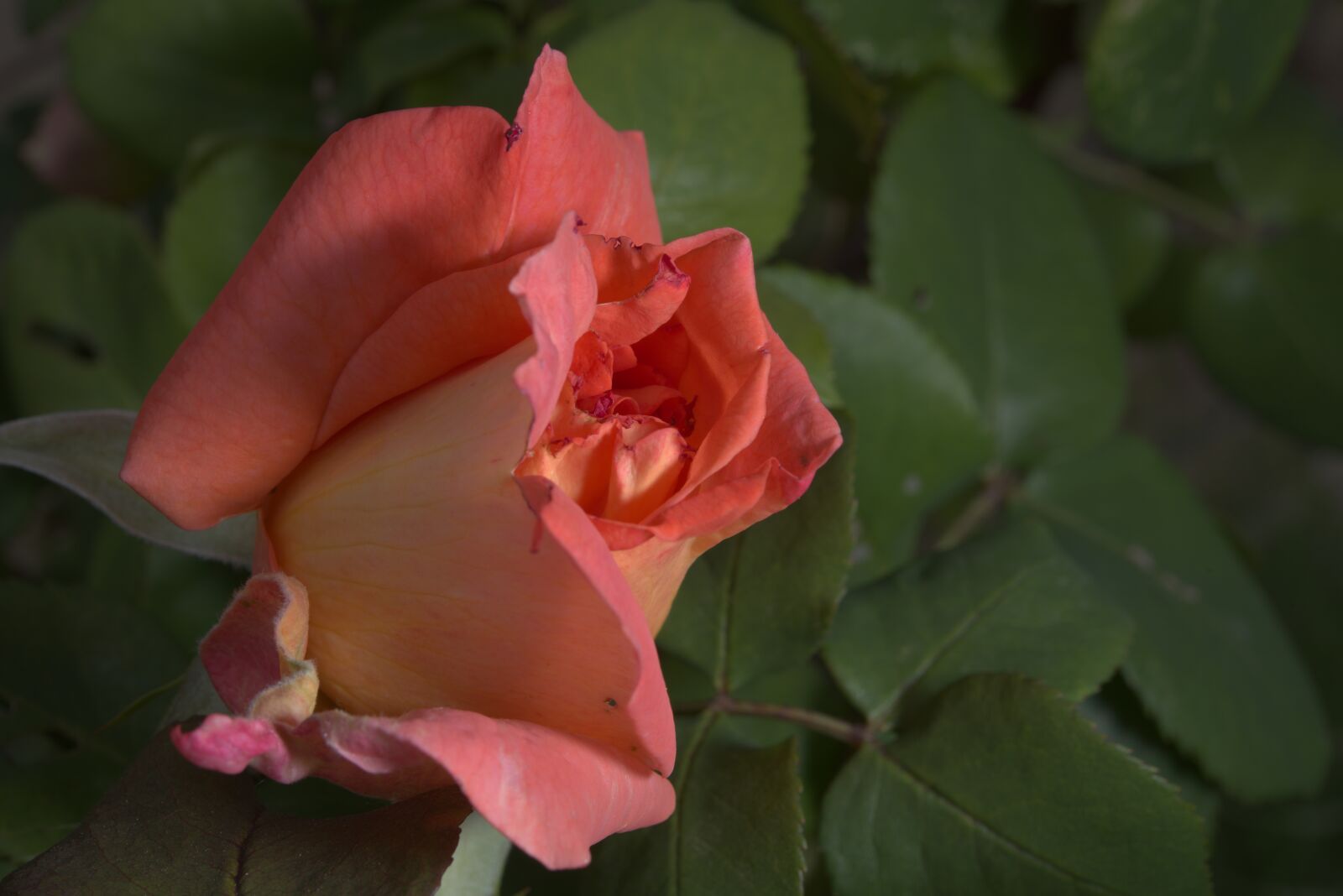 Nikon D810 sample photo. Rosa, flower, flowers photography