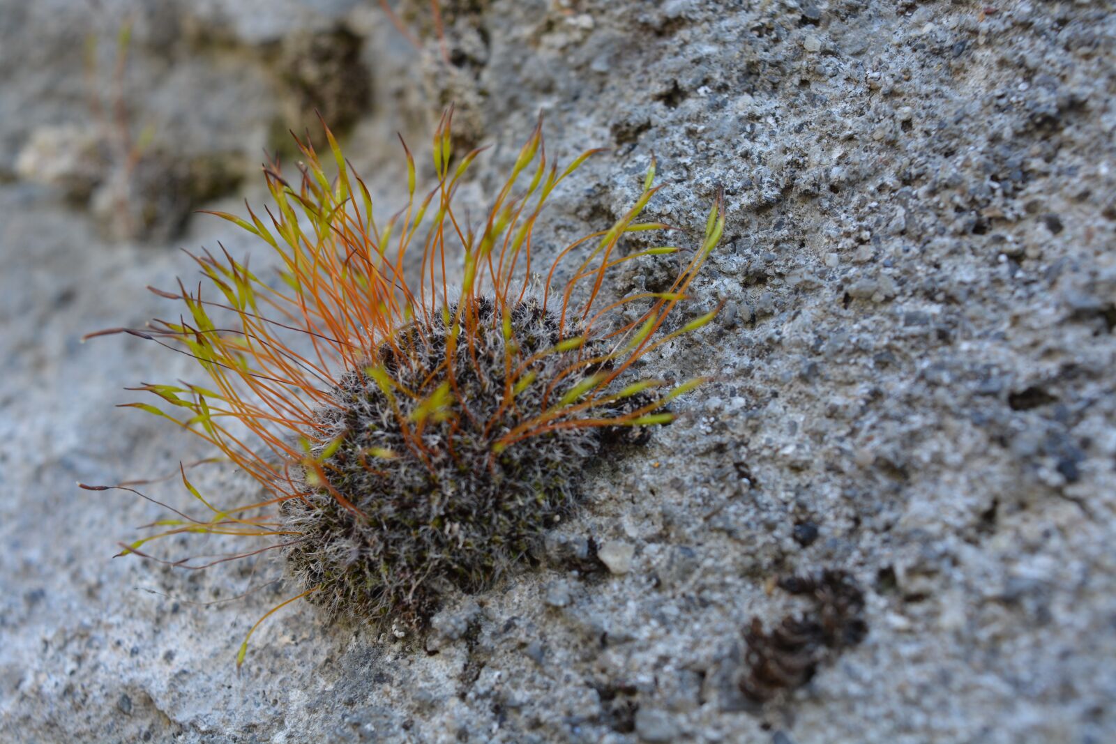 Nikon D5200 sample photo. Moss, nature, stone photography