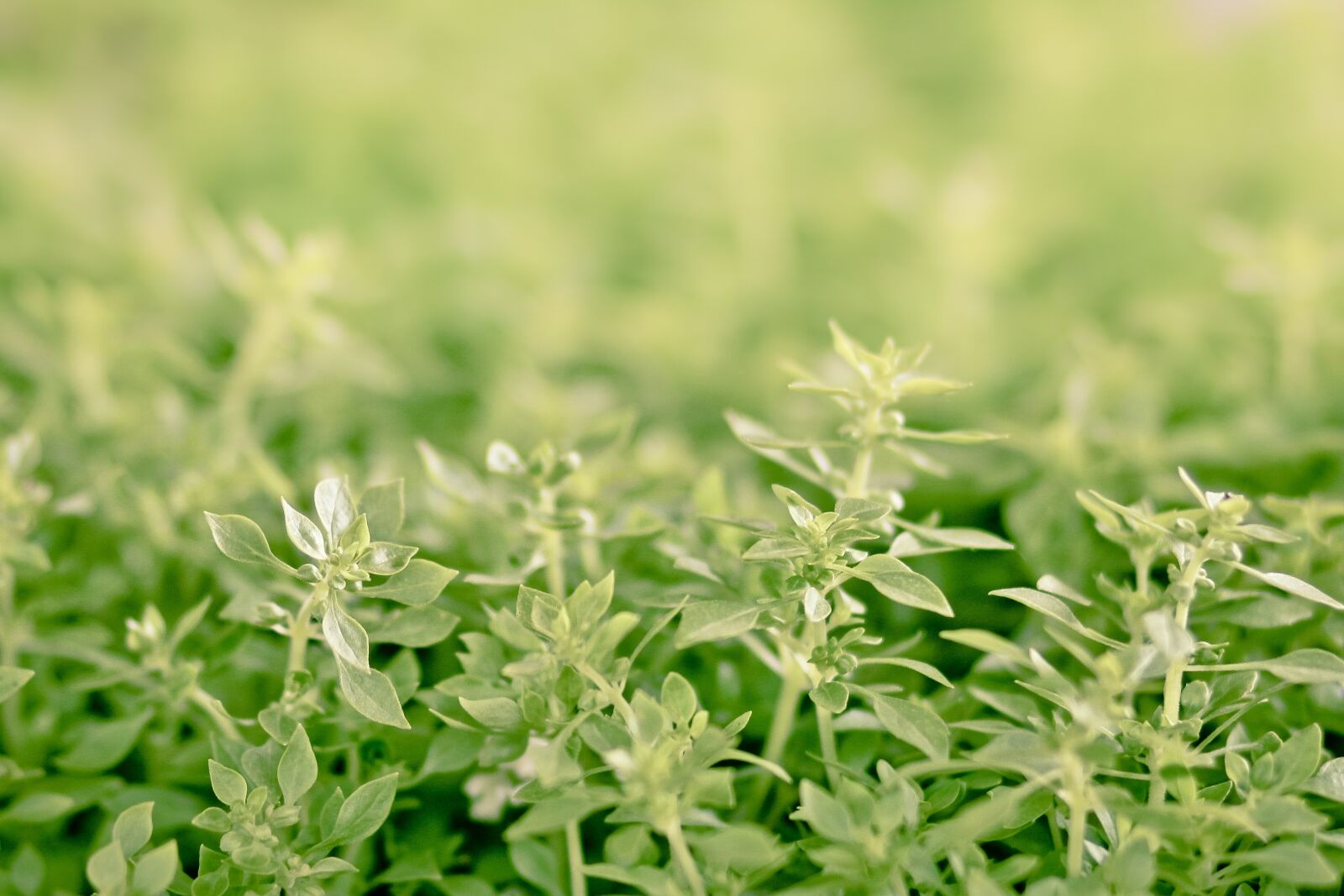 Canon EOS 60D + Canon EF 85mm F1.8 USM sample photo. Herbs, market, nature photography