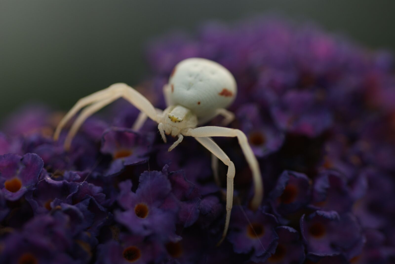 Sony Alpha DSLR-A200 sample photo. White spin, macro, butterfly photography