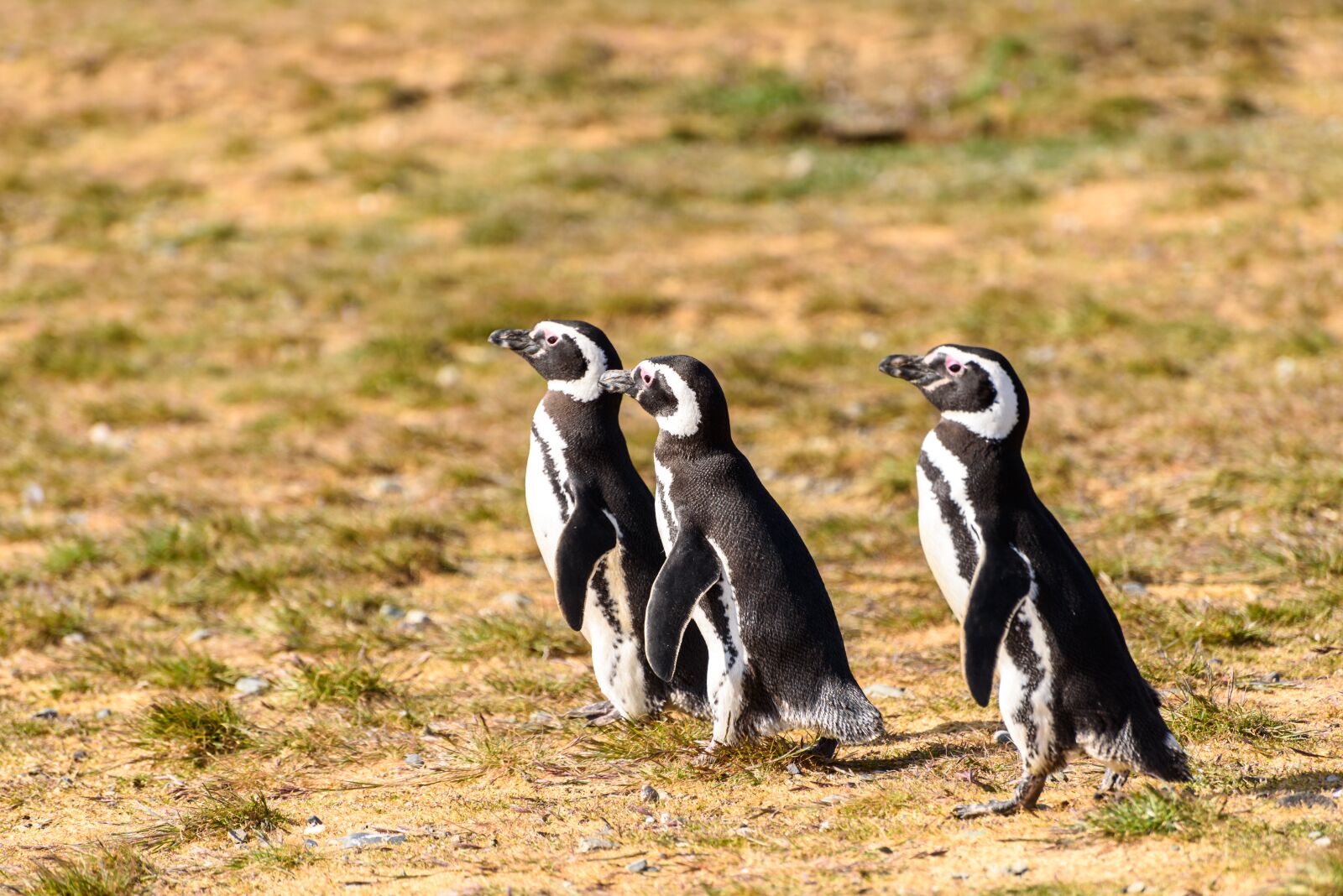 Nikon D750 sample photo. Penguins, animals, birds photography