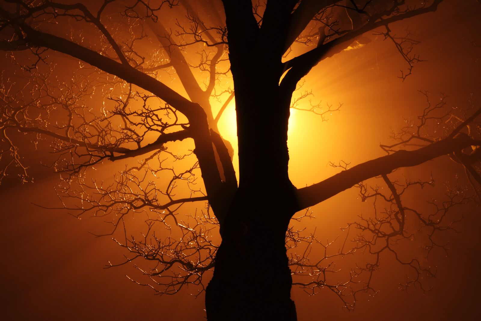 Canon EOS 50D sample photo. Silhouette, of, bare, tree photography