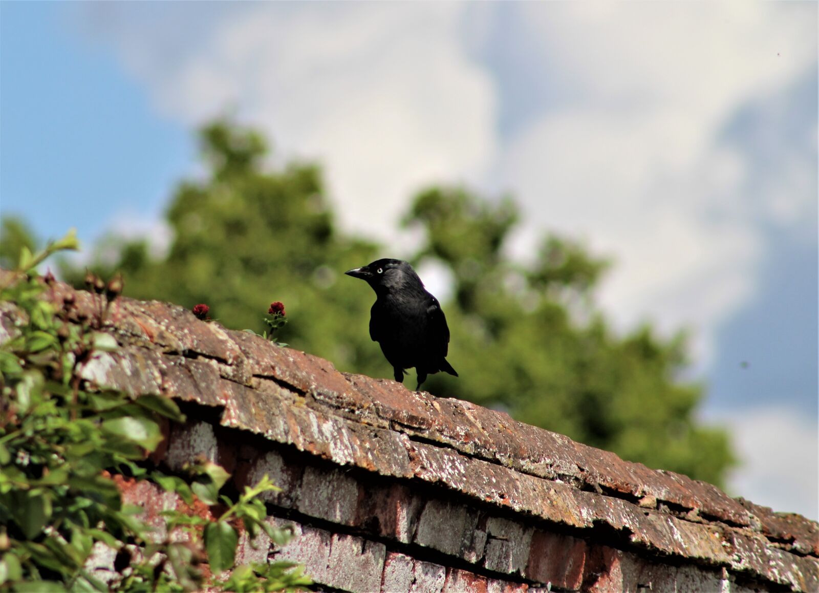 Canon EF75-300mm f/4-5.6 sample photo. Nature, bird, outdoors photography