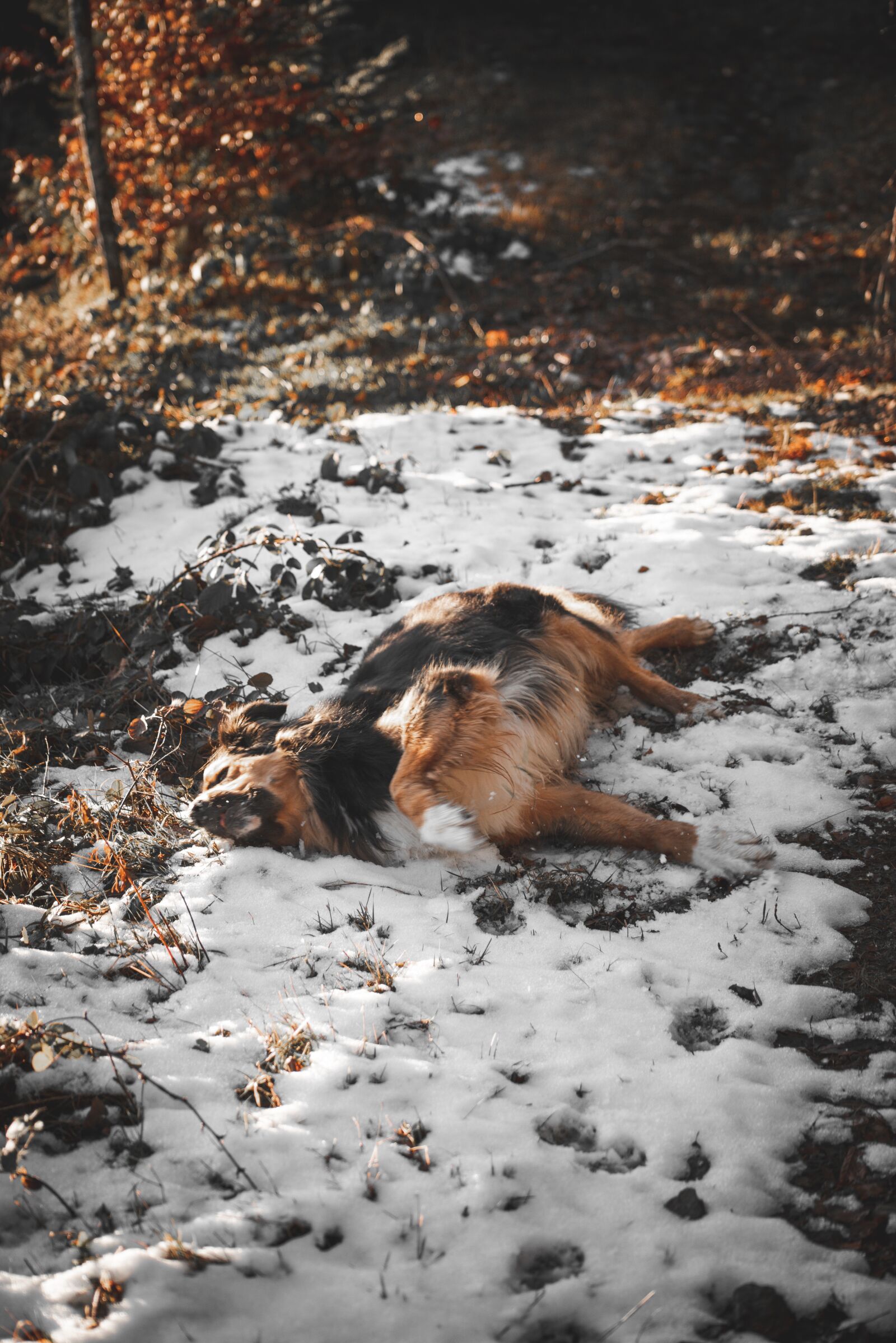 Sony a7R II sample photo. Dog, snow, winter photography