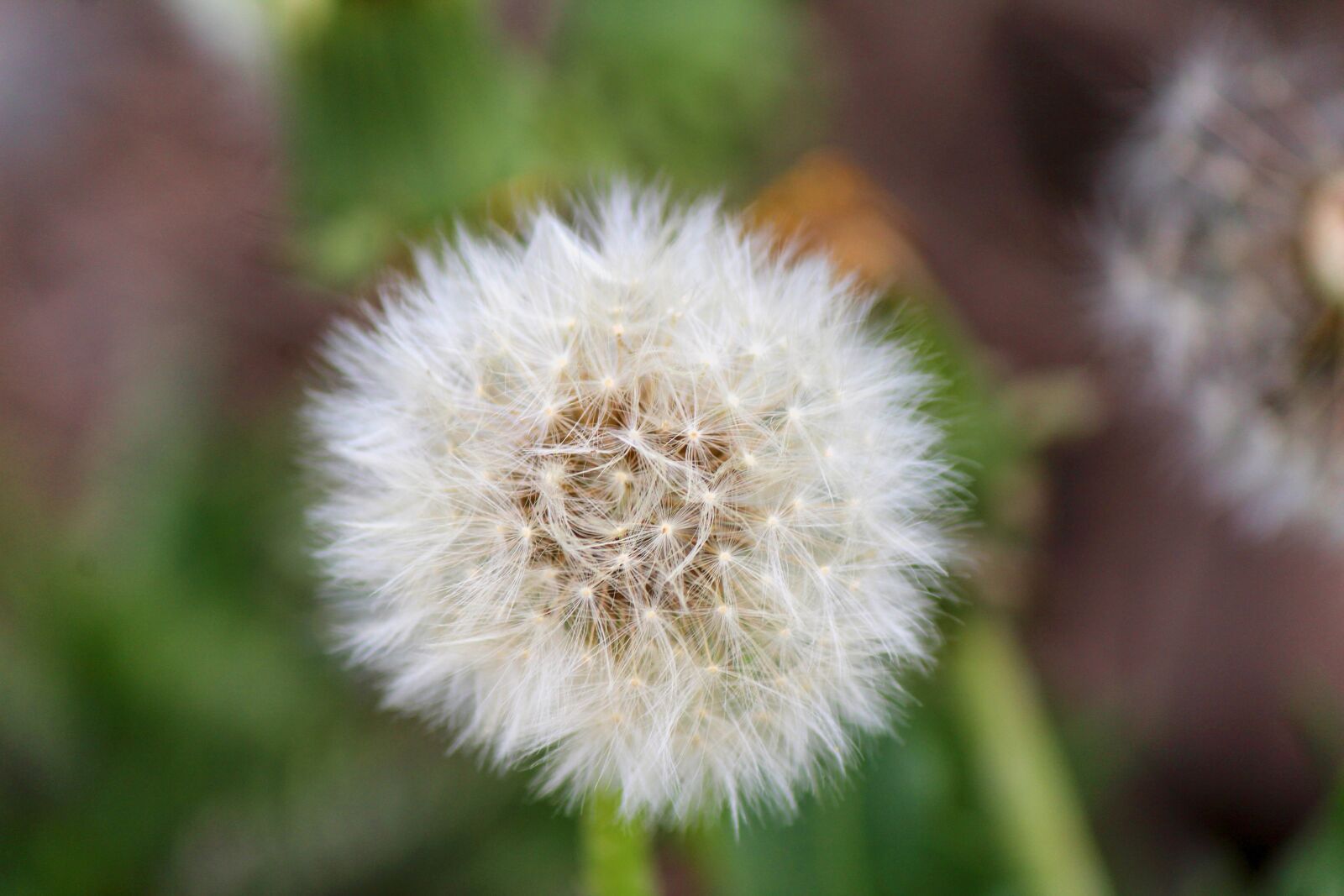 Canon EOS 1200D (EOS Rebel T5 / EOS Kiss X70 / EOS Hi) sample photo. Dandelion, fluff, nature photography