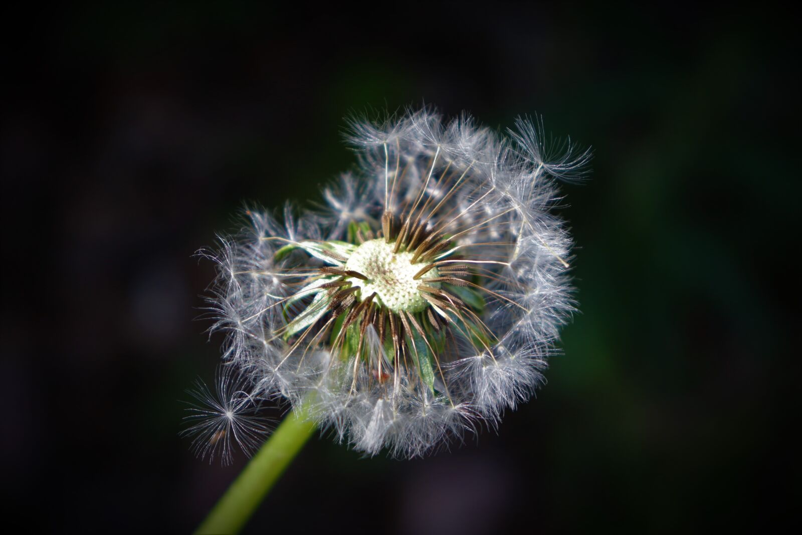 Canon EOS 200D (EOS Rebel SL2 / EOS Kiss X9) sample photo. Dandelion, seeds, macro photography
