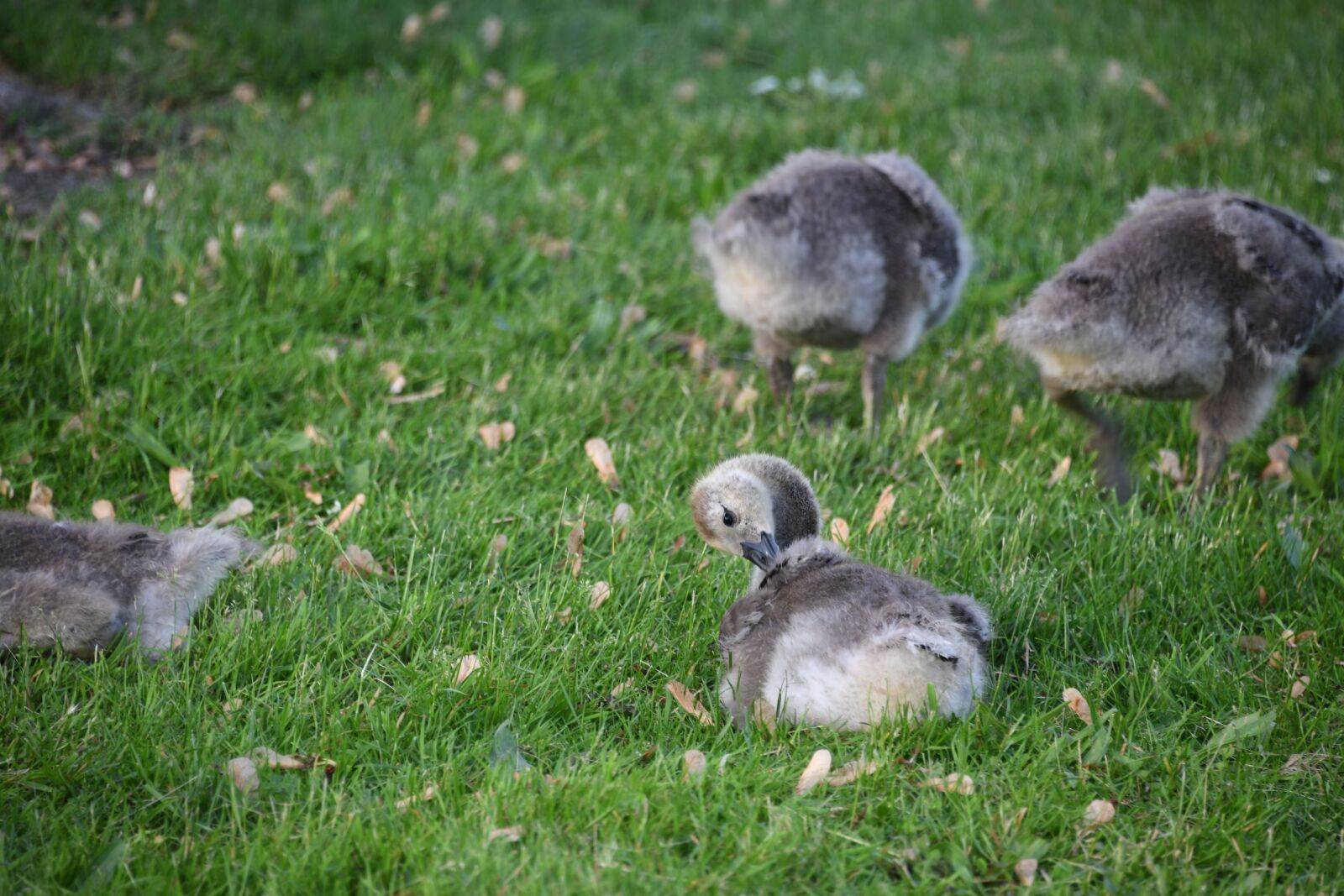 Nikon D850 sample photo. Gosling, geese, gaggle photography