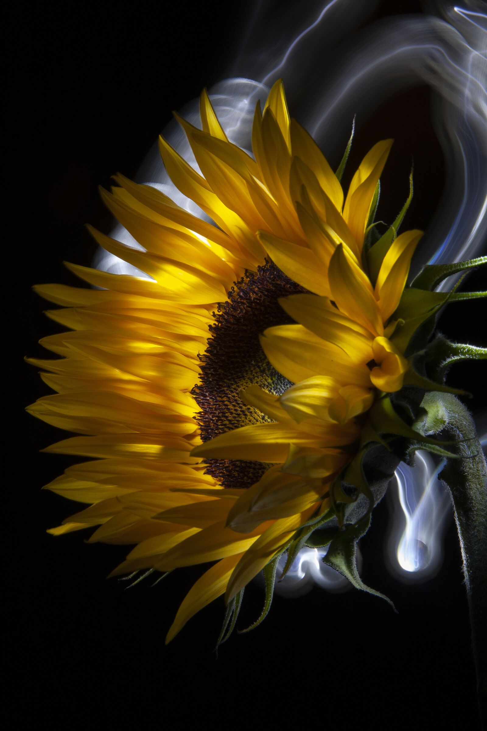 Canon EOS 5D sample photo. Sunflower, flower, yellow photography