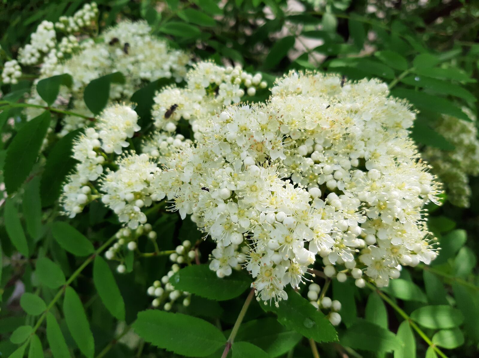 Samsung Galaxy A50 sample photo. Flowers, white, spring photography