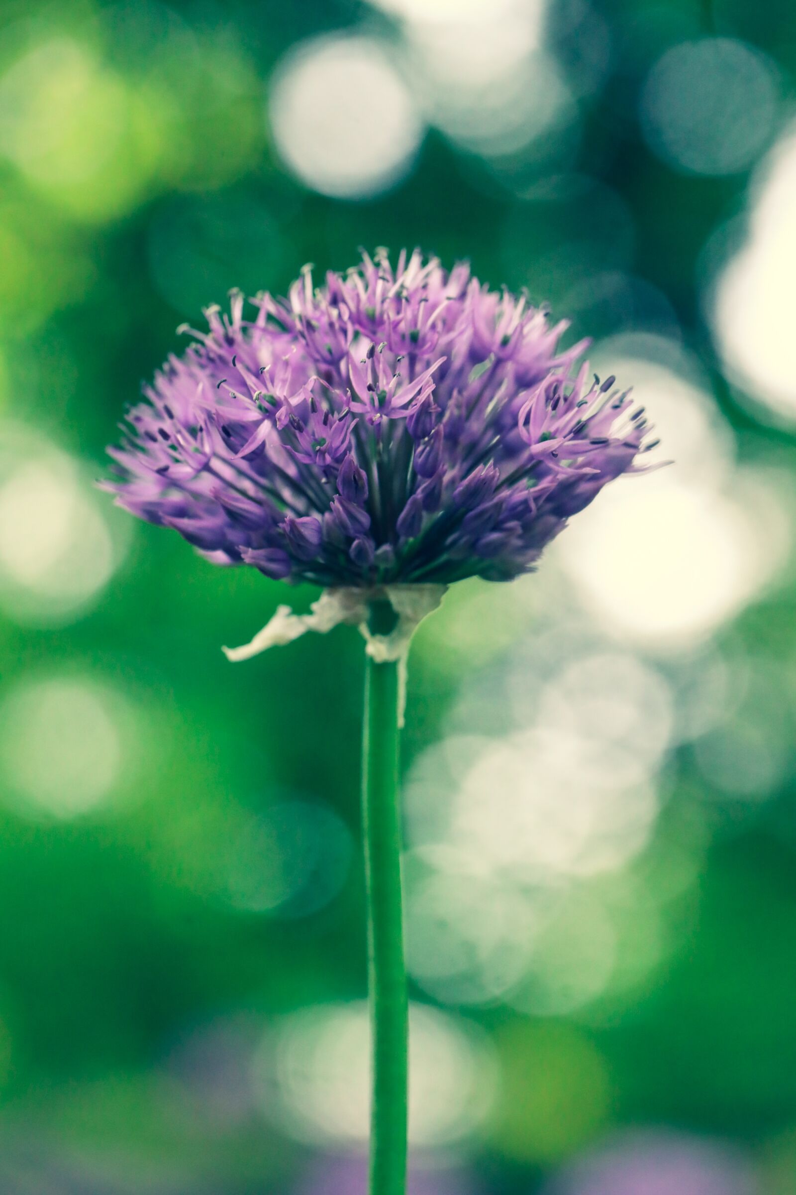 Canon EOS R sample photo. Flower, garden, blossom photography