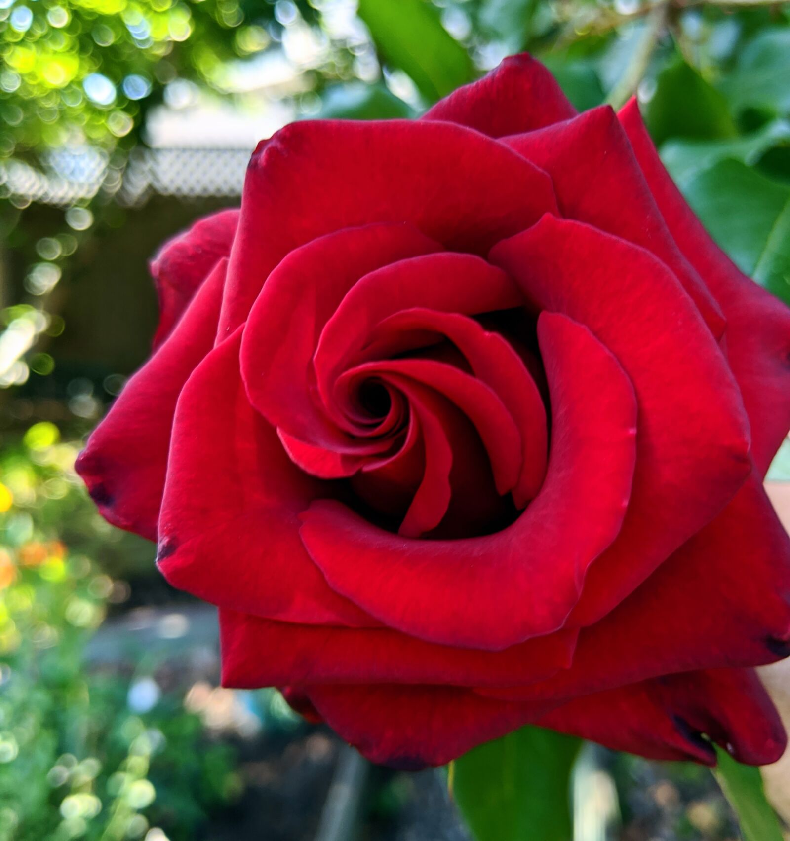 Google Pixel 3 XL sample photo. Red rose, rose, flower photography