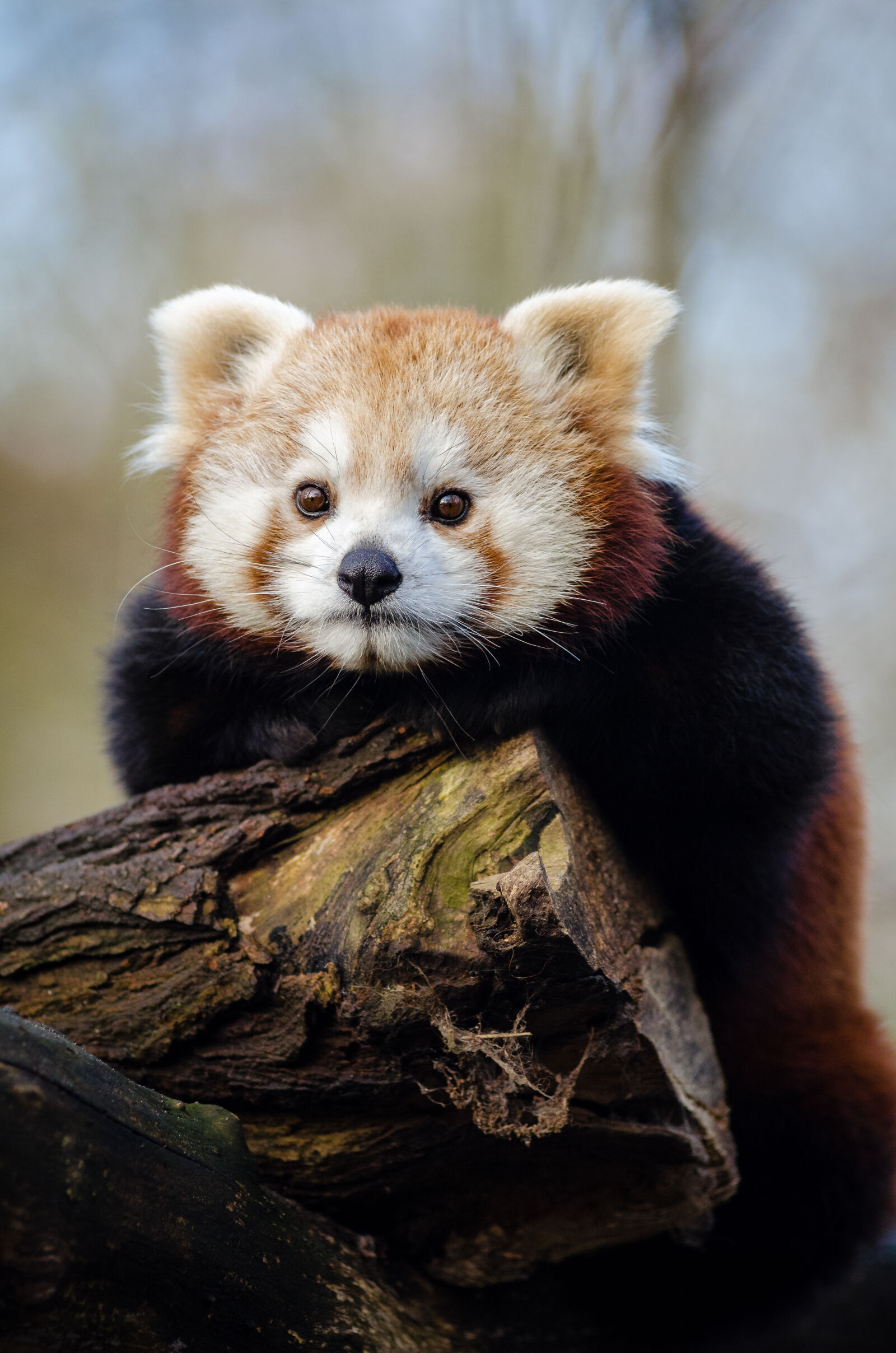 AF Zoom-Nikkor 80-200mm f/2.8 ED sample photo
